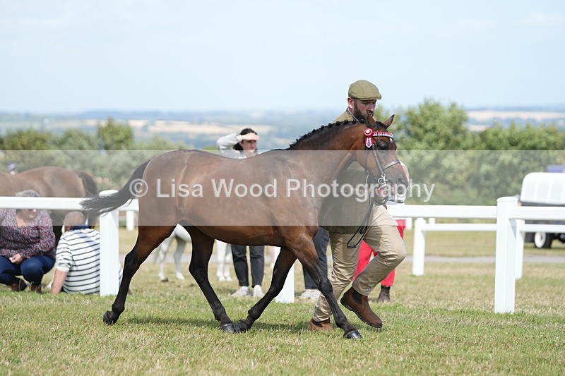 DSC07491 - Pony Breeding Championship