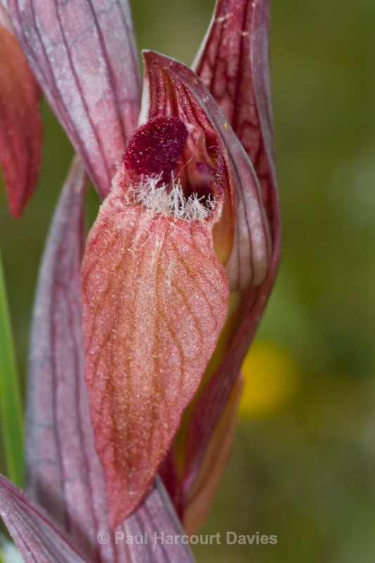 Eastern Serapias (Serapias orientalis) - Orchids - Serapias