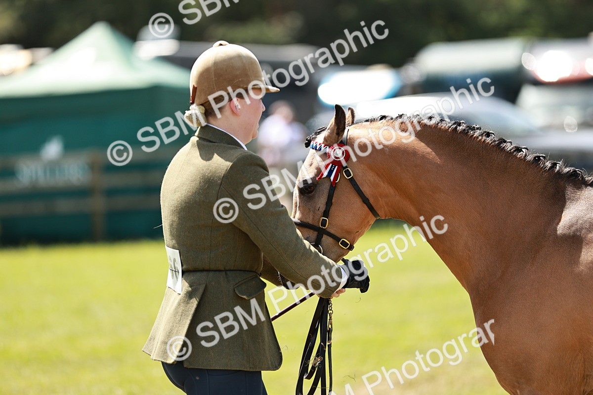 SBM_05575 - Class 41-45 - Riding Pony-Hunter Pony Breeding