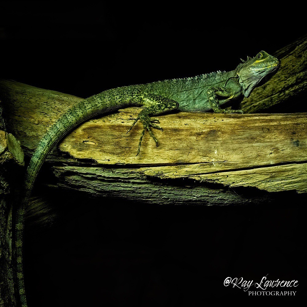 Agama Lizard - RLP_4695-2006 - Vulnerable and Beyond