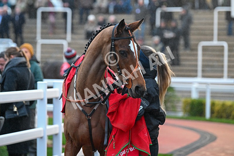 161124-Race 7-Paddock-Thatll Do Moss-1652 - Race 7