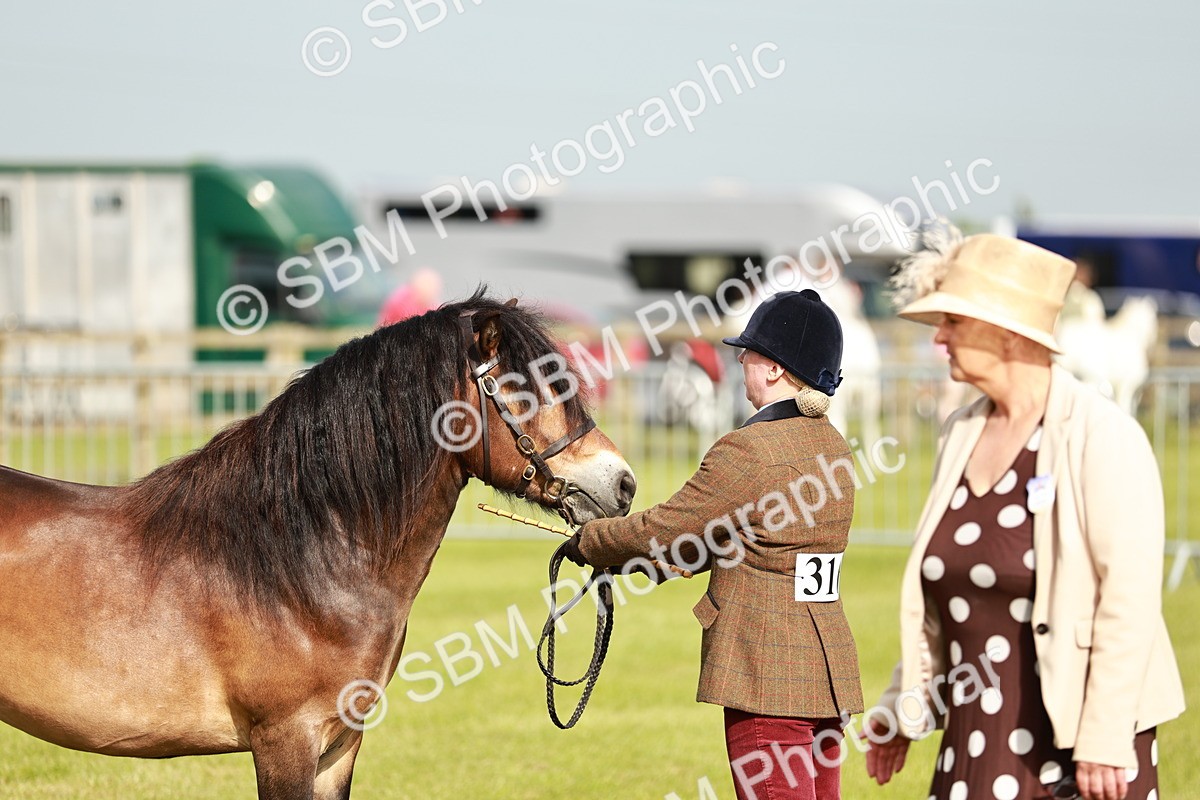 SBM_00461 - Class 14-23 - Mountain & Moorland In Hand Non Welsh