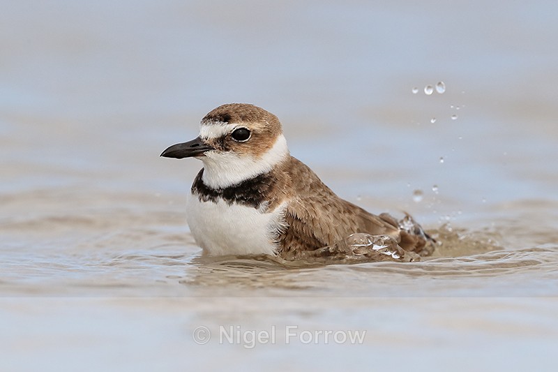 Wilson's Plover splashes while bathing, Fort De Soto Park, Florida - Wilson's Plover