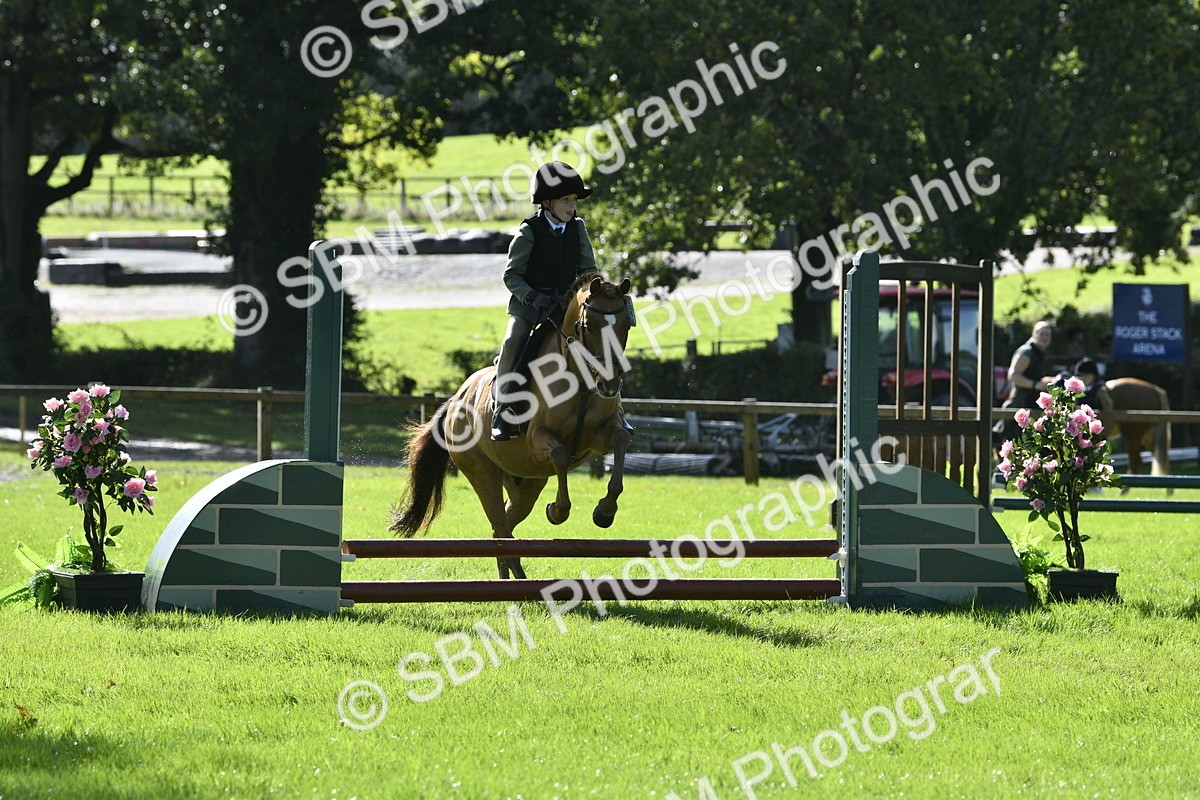 SBM_38172 - S31 - Novice & Newcomer Working Hunter Pony