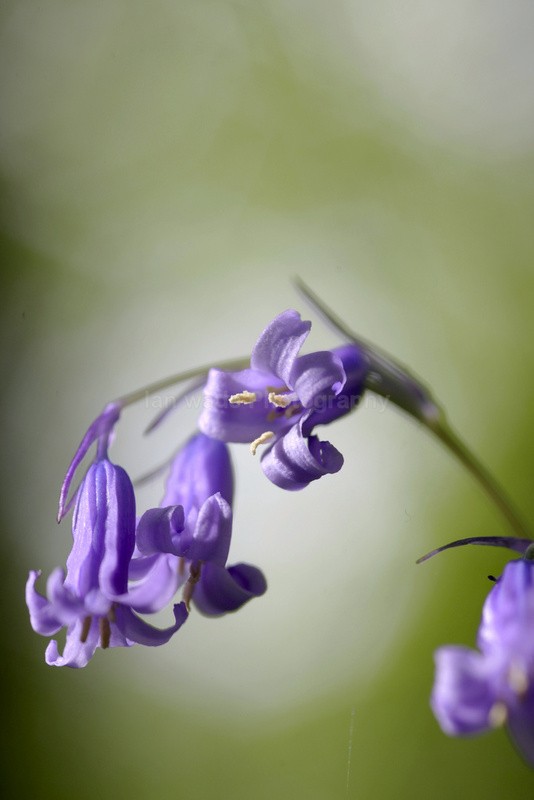  - Woodland scenes & flowers