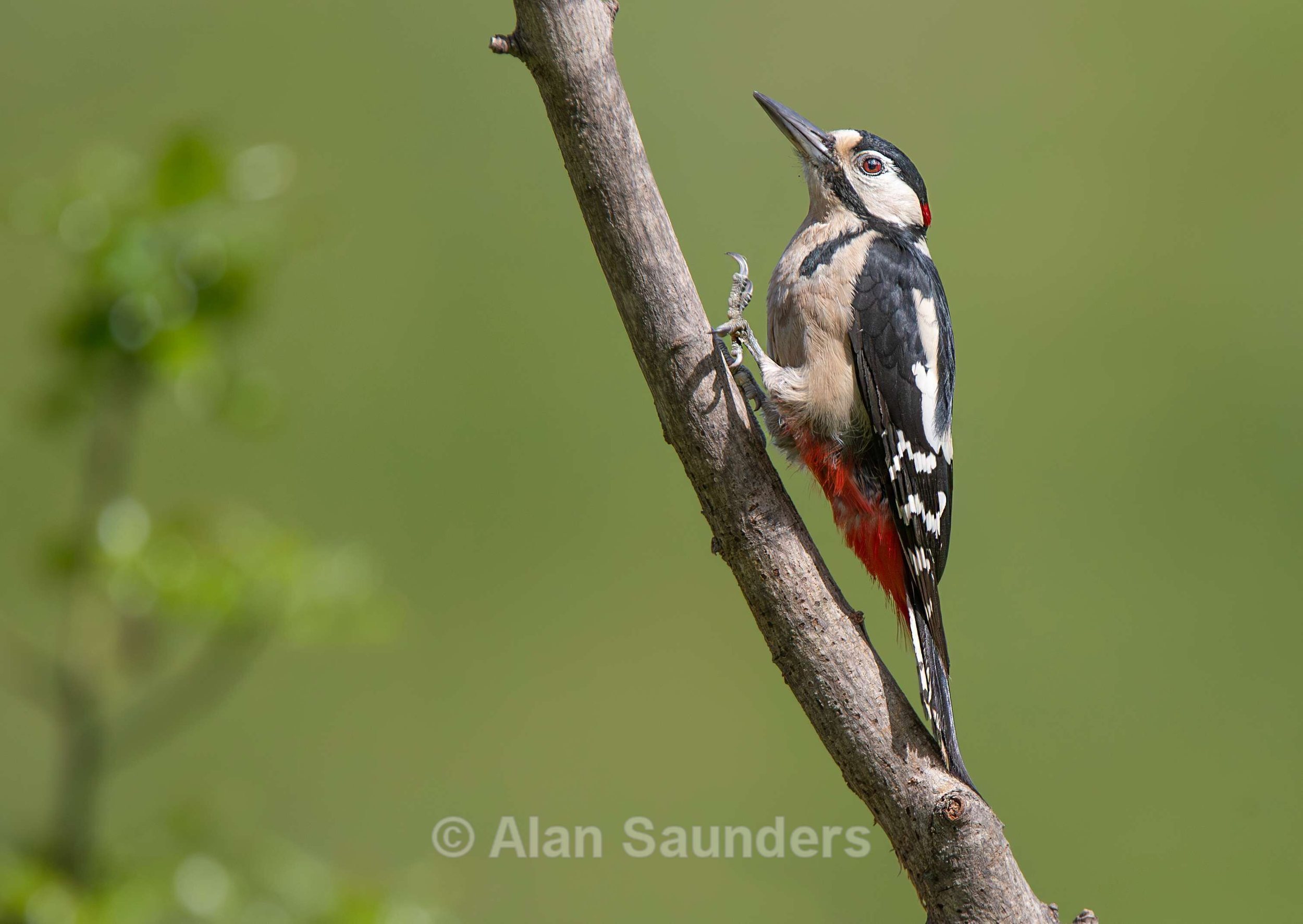 Great Spotted Woodpecker 2