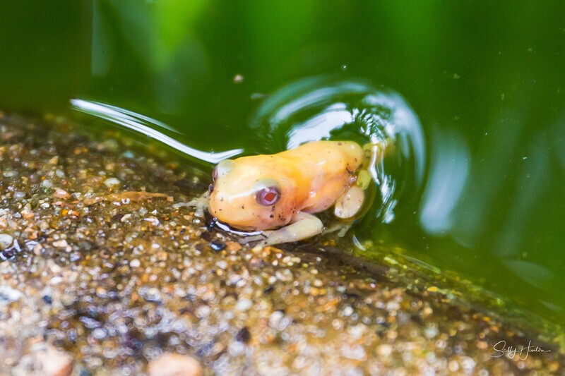 8 Just emerging - Frogs