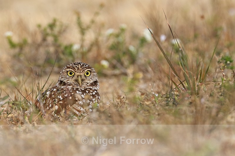 Wide-eyed Burrowing Owl, Cape Coral, Florida - Burrowing Owl