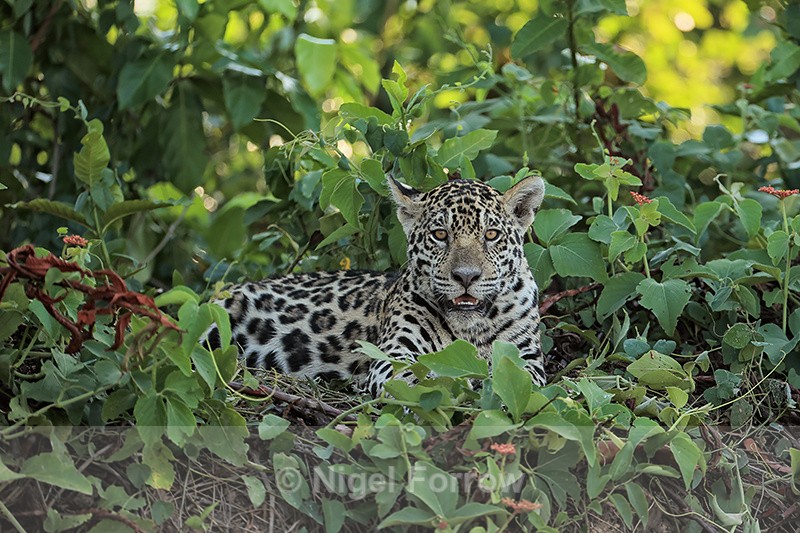 Jaguar cub on river bank, Rio Sao Lourenco, Mato Grosso, Brazil - Jaguar