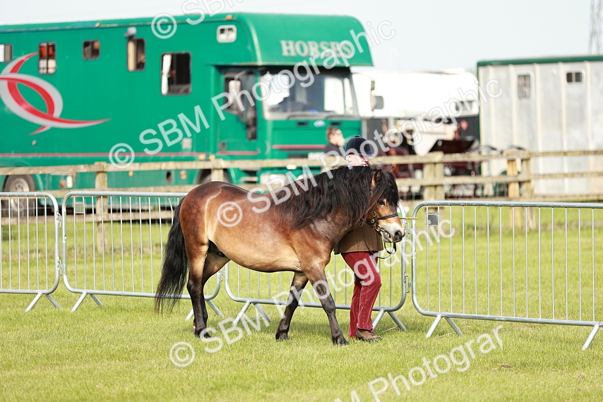 SBM_00632 - Class 14-23 - Mountain & Moorland In Hand Non Welsh