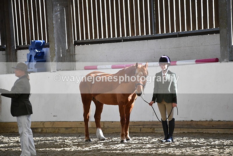 WJ5_4461 - Class 6 In hand M&M - Large Breeds