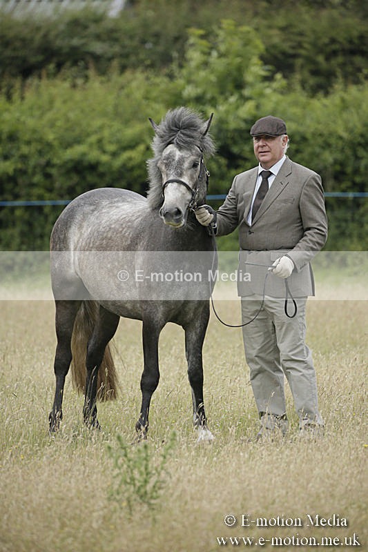 B230619-0053 - Bourne Valley Riding Club Summer Show 23/06/19