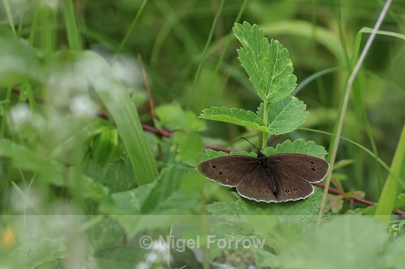 Ringlet butterfly, Warburg Nature Reserve, Chiltern Hills, Oxfordshire - INSECTS