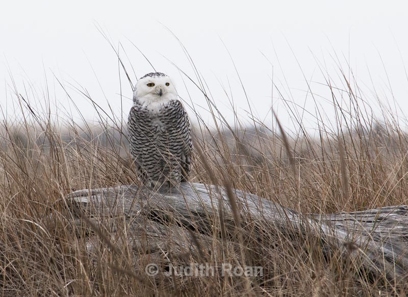  - Snowy Owls