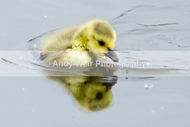 20120520-_MG_0008 - Geese