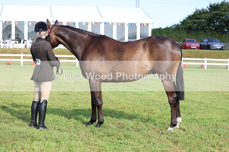 3E7A8368 - Class 2: Rising Star Large Hack/Riding Horse