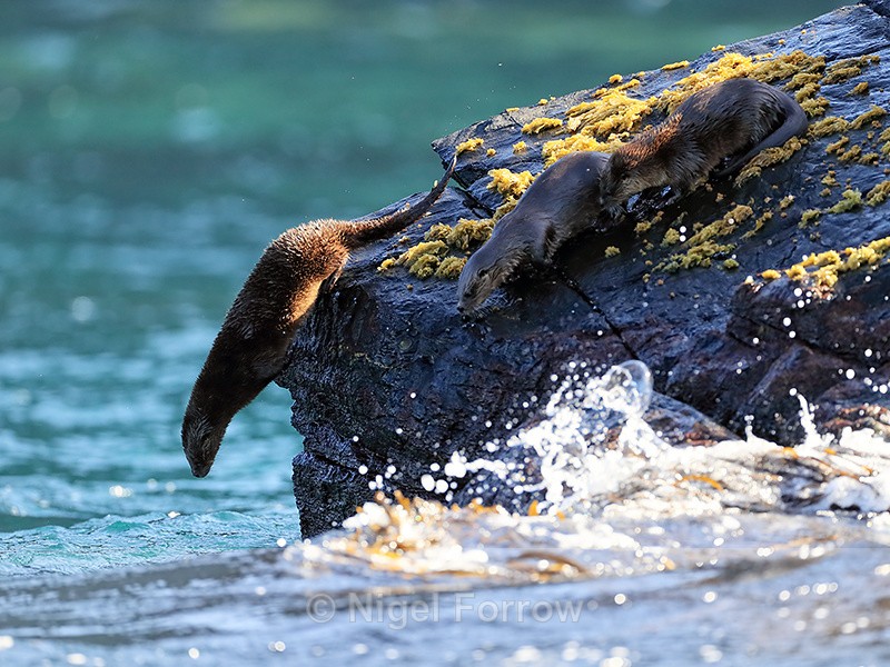 Marine Otters diving into sea, Chanaral Island, Chile - Otter