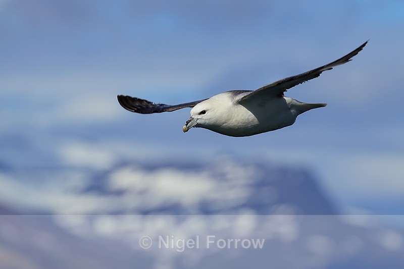 Fulmar flying close behind boat, Breiddalsvik, Iceland - Fulmar