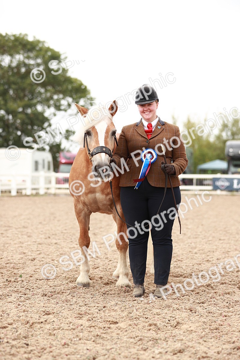 SBM_11927 - Class 206 IH Non Show Type Pony