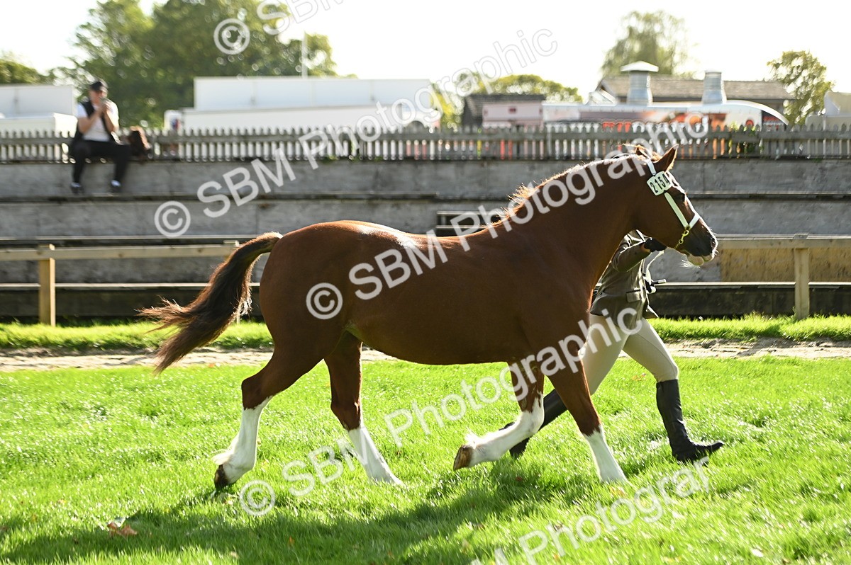 SBM_15971 - S1 - TSR in Hand Horse & Pony Showing