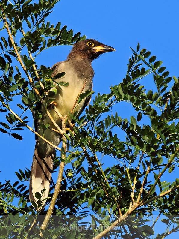 Brown Jay (juvenile) perched on top of a tree at El Sol - Brown Jay