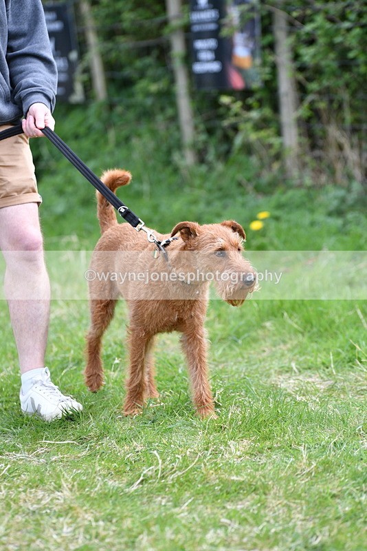 WJ5_9498 - Class 3 Most Handsome Dog