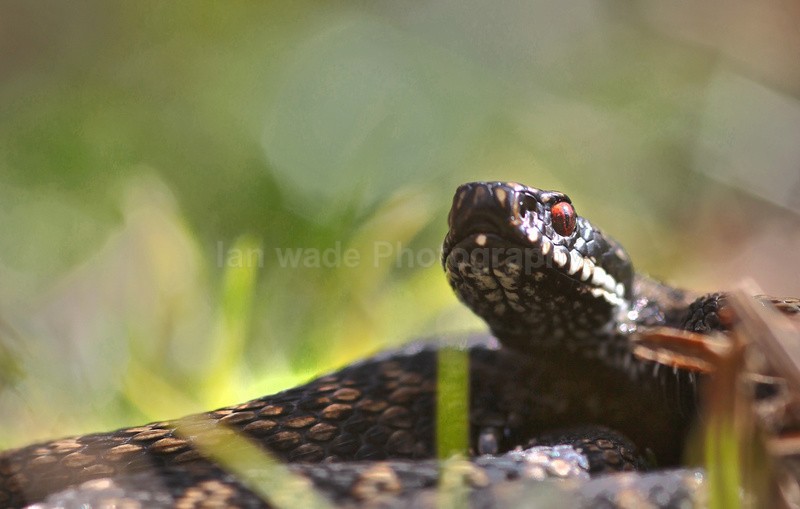 Adder, Vipera berus, Somerset_AD_0028 - Reptiles, amphibians & pond life, Great Britian
