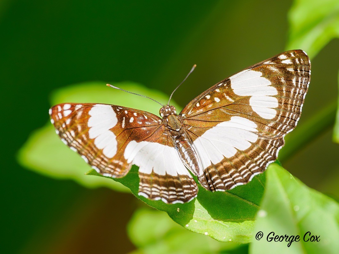 River Sailor butterfly - Gambia 2025