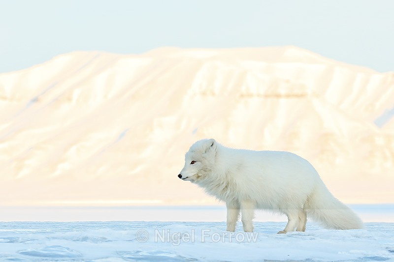 Arctic Fox, mountain background, Svalbard, Norway - Arctic Fox
