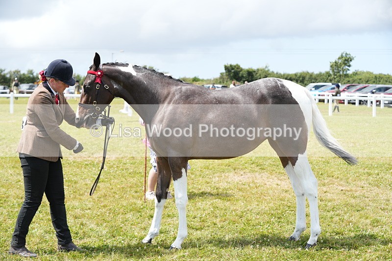 DSC06794 - Class 59: Coloured Horse Youngstock