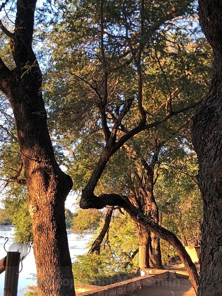 On The Side OF The River Limpopo, Sth Africa - LANDSCAPES & TREES