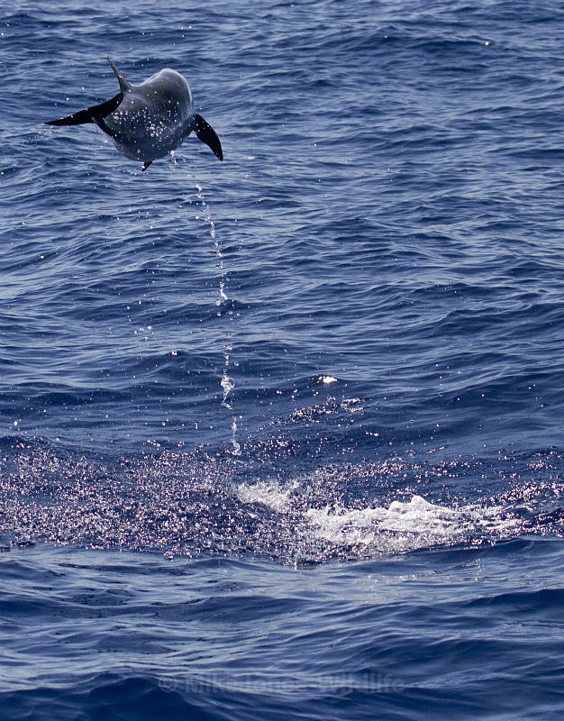 ATLANTIC SPOTTED DOLPHIN - Dolphins, Whales & Orcas. Scotland, Iceland, Azores & Madeira