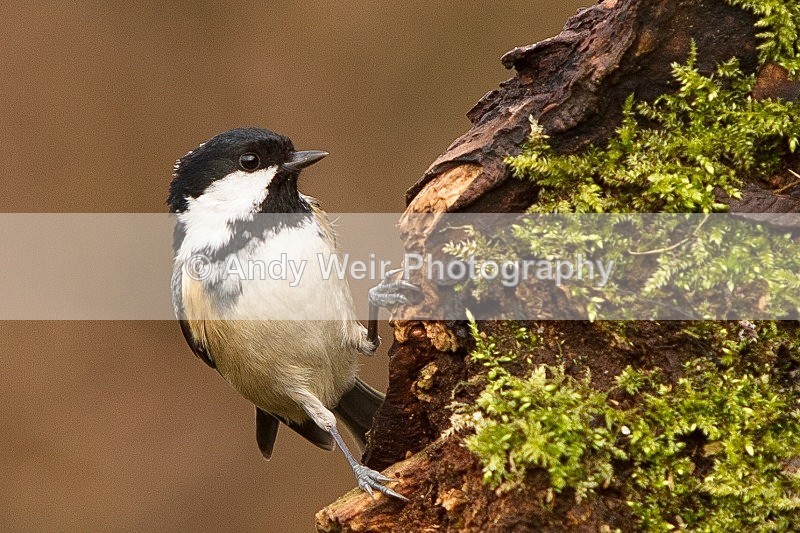 20120218-_MG_8874 - Coat Tit