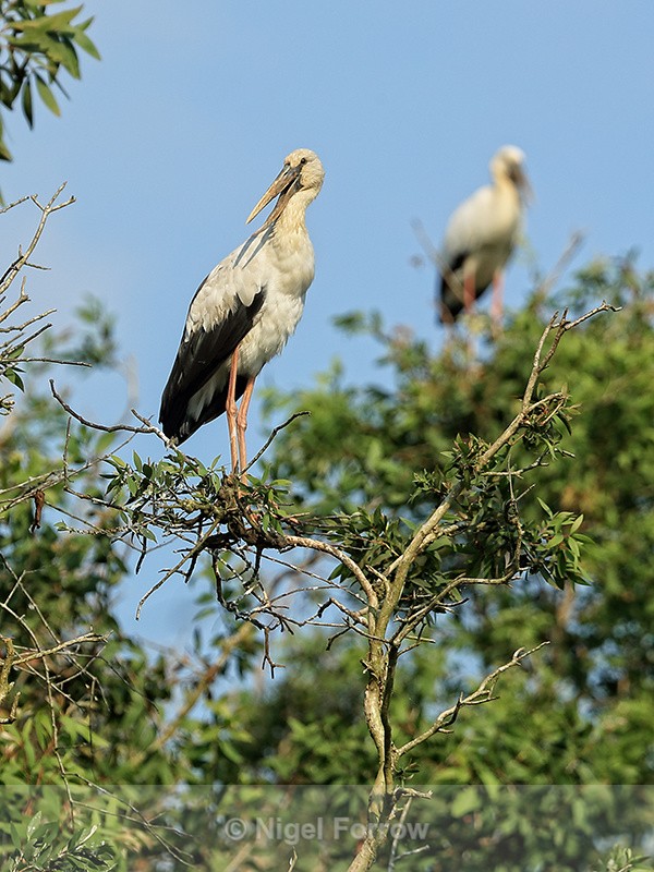 Asian Openbill on tree, Gao Giong, Vietnam - Asian Openbill