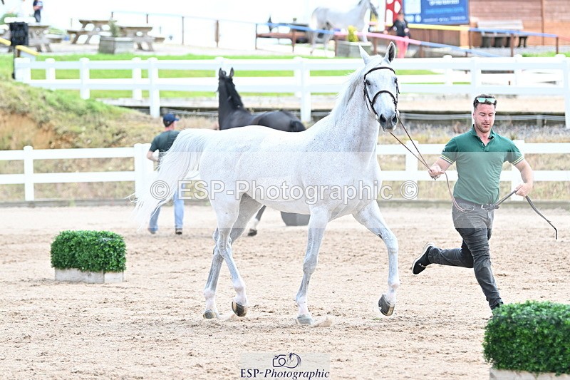 240717A-144054-02192 - Trot Up 2pm to 3pm - This folder is not in time order