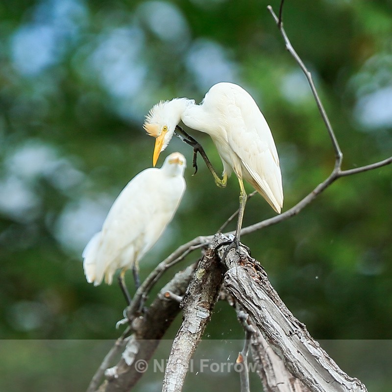Cattle Egret scratching, Costa Rica - Cattle Egret