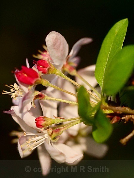 Close Up Of Crab Apple  Blossom In My Garden - NEW GALLERY AS A SOUTH AFRICAN RESIDENT