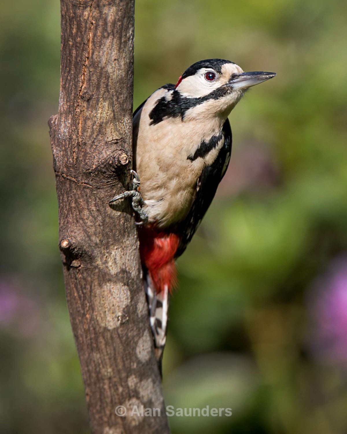 Great Spotted Woodpecker 8