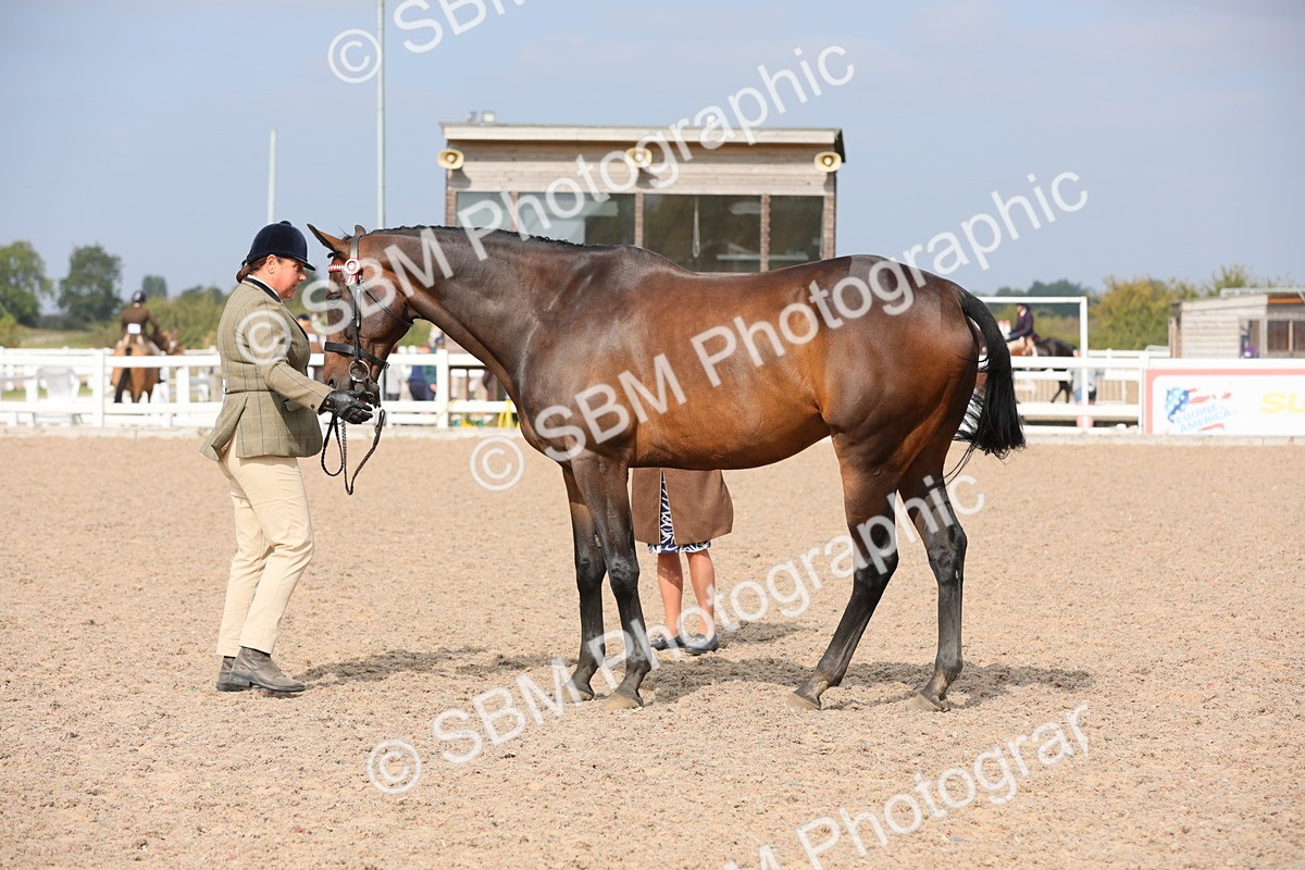 SBM_15922 - Class 313 IH Retired Racehorse