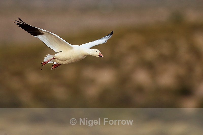 Snow Goose on landing approach, Bosque del Apache, New Mexico - Snow Goose
