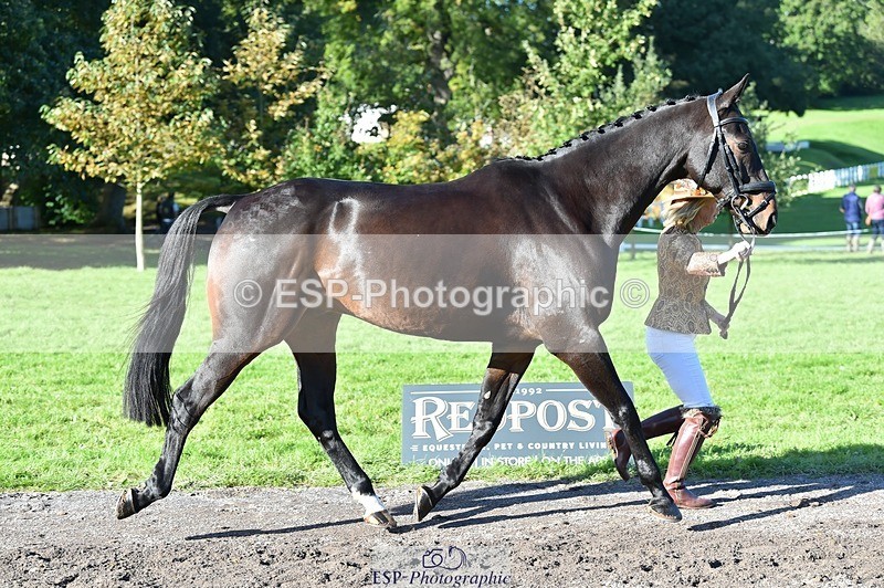 231022-111006-23771 - 465-LANGALLER.ALPHA.BRAVO-Cheryl.Beer-TrotUp+SJ