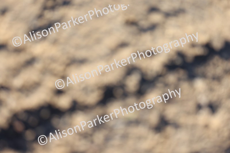 20251130-0973 - Class 3 - 80cm