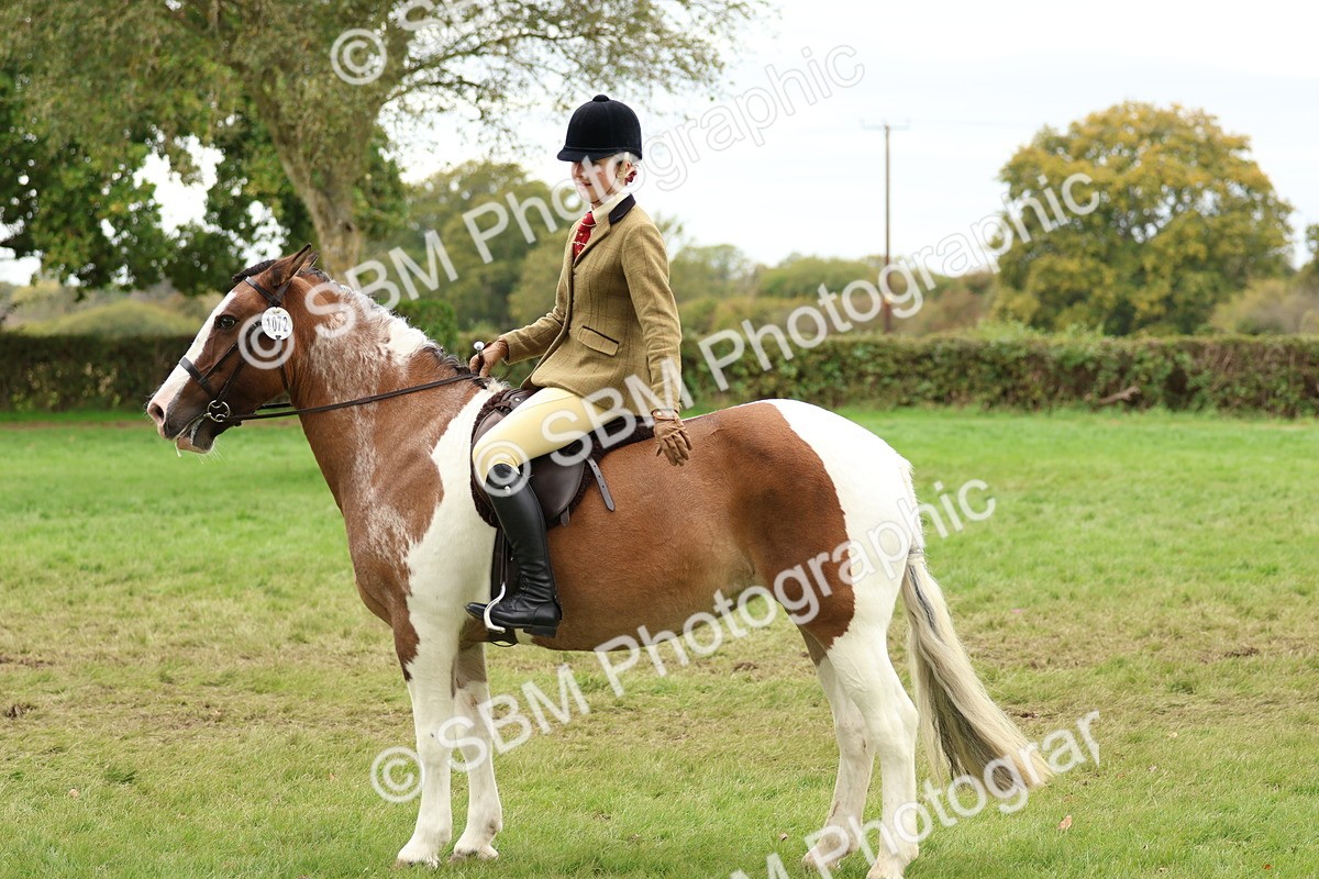 SBM_65212 - S59 - Part Bred Arab & Native Pony Ridden