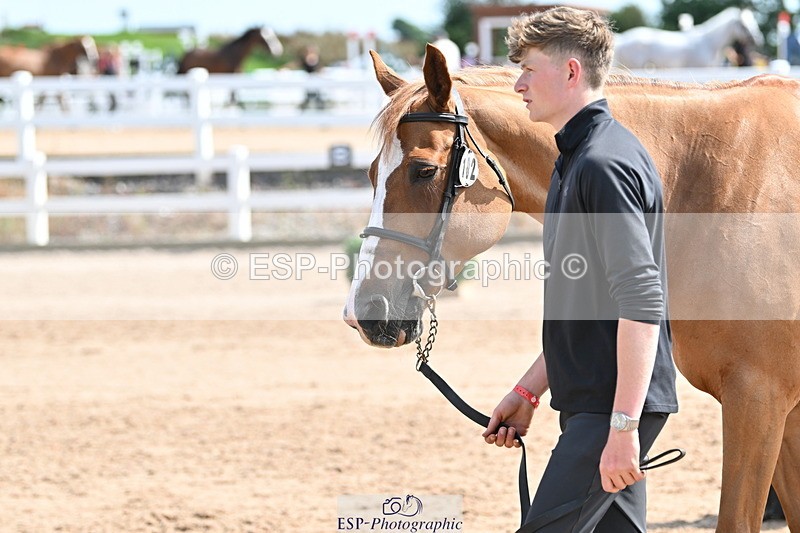 240717A-153711-02922 - Trot Up 3pm to 4pm