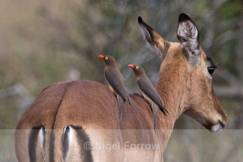 Red-billed Oxpeckers hitch a ride on an Impala - Red-billed Oxpecker