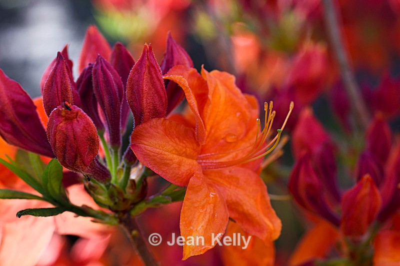 Orange Rhododendron - DSC_7467_00040 - Orange