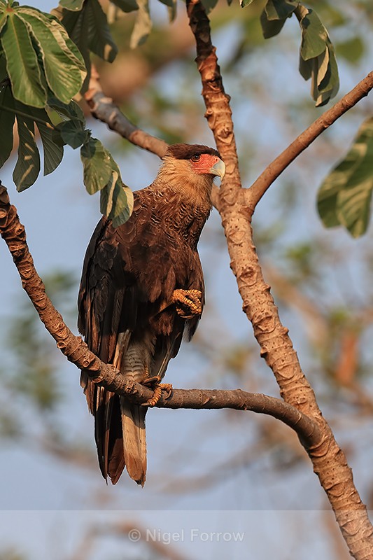 Crested Caracara perched in tree, Pantanal, Brazil - Crested Caracara