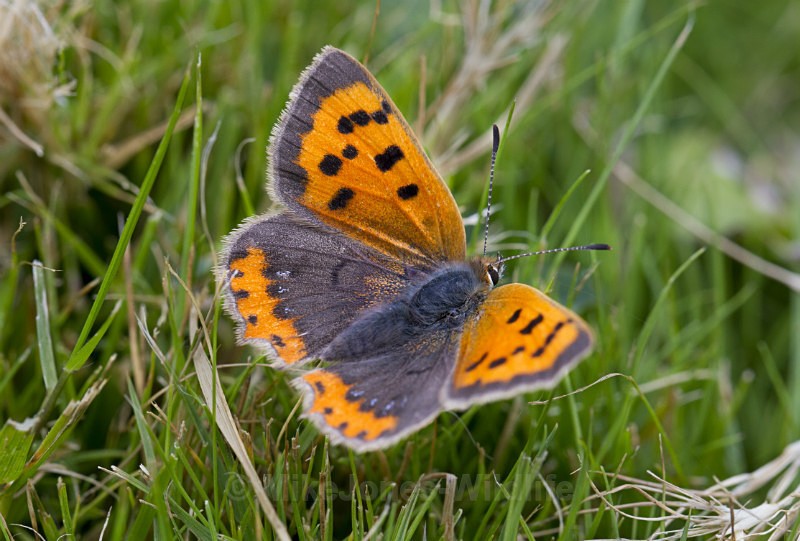 Small Copper Butterfly - BUTTERFLIES