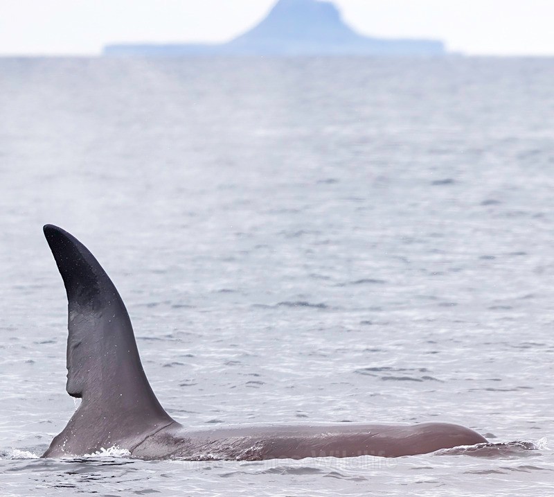 The Orca(Kiloler whale) named John Coe - ORCA, (Killer whales) Scotland( John Coe & Aquarius) & Icelandic Orcas