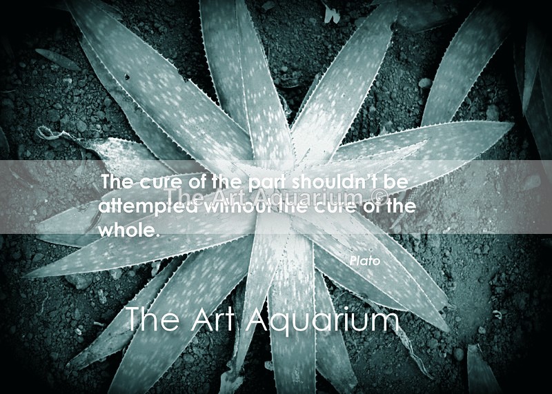 The Art Aquarium - Rachael Inchboard